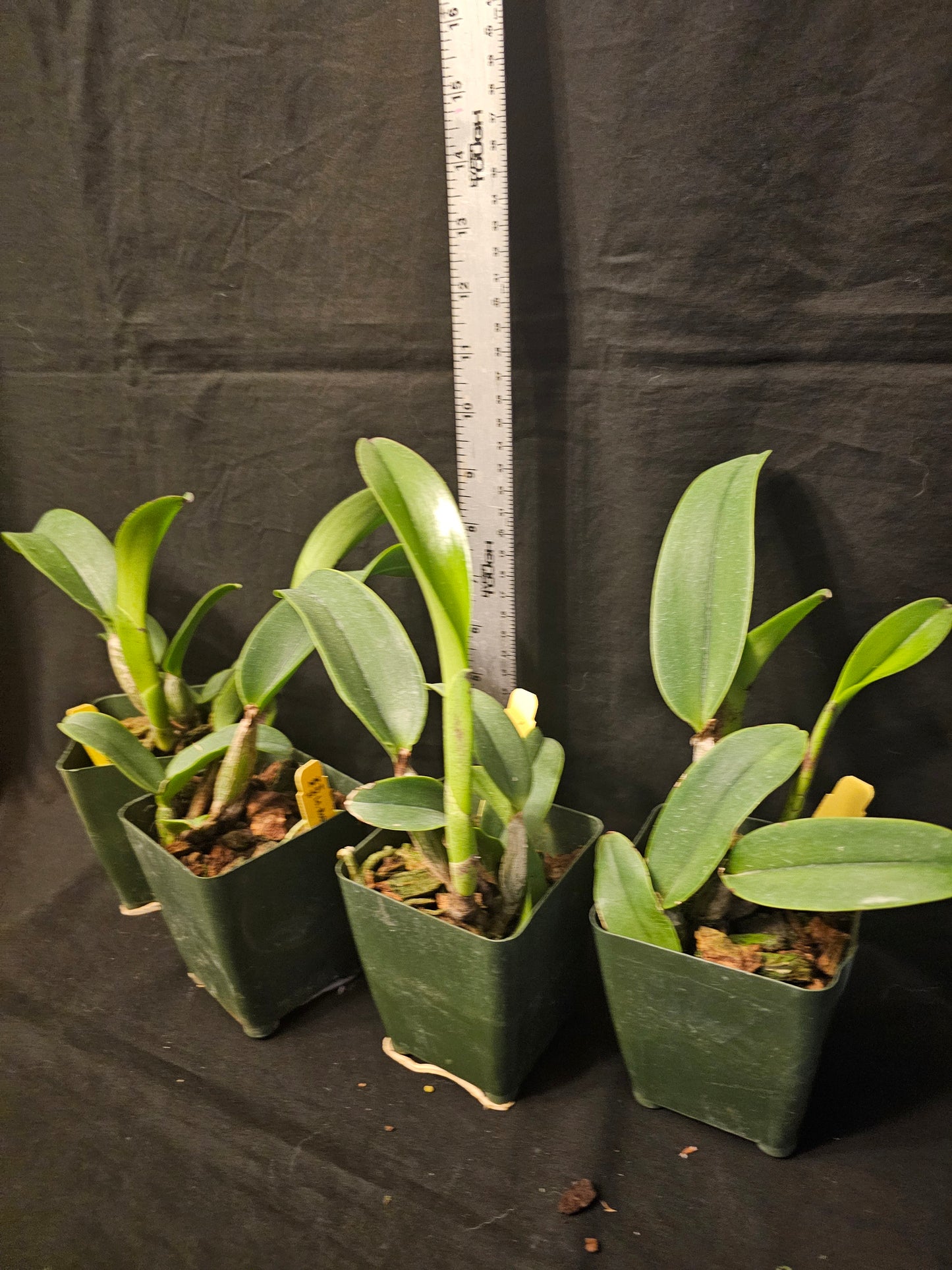 Rlc Robert Strait 'Islanders Delight' Bloom Size Cattleya Orchid Clone Fragrant