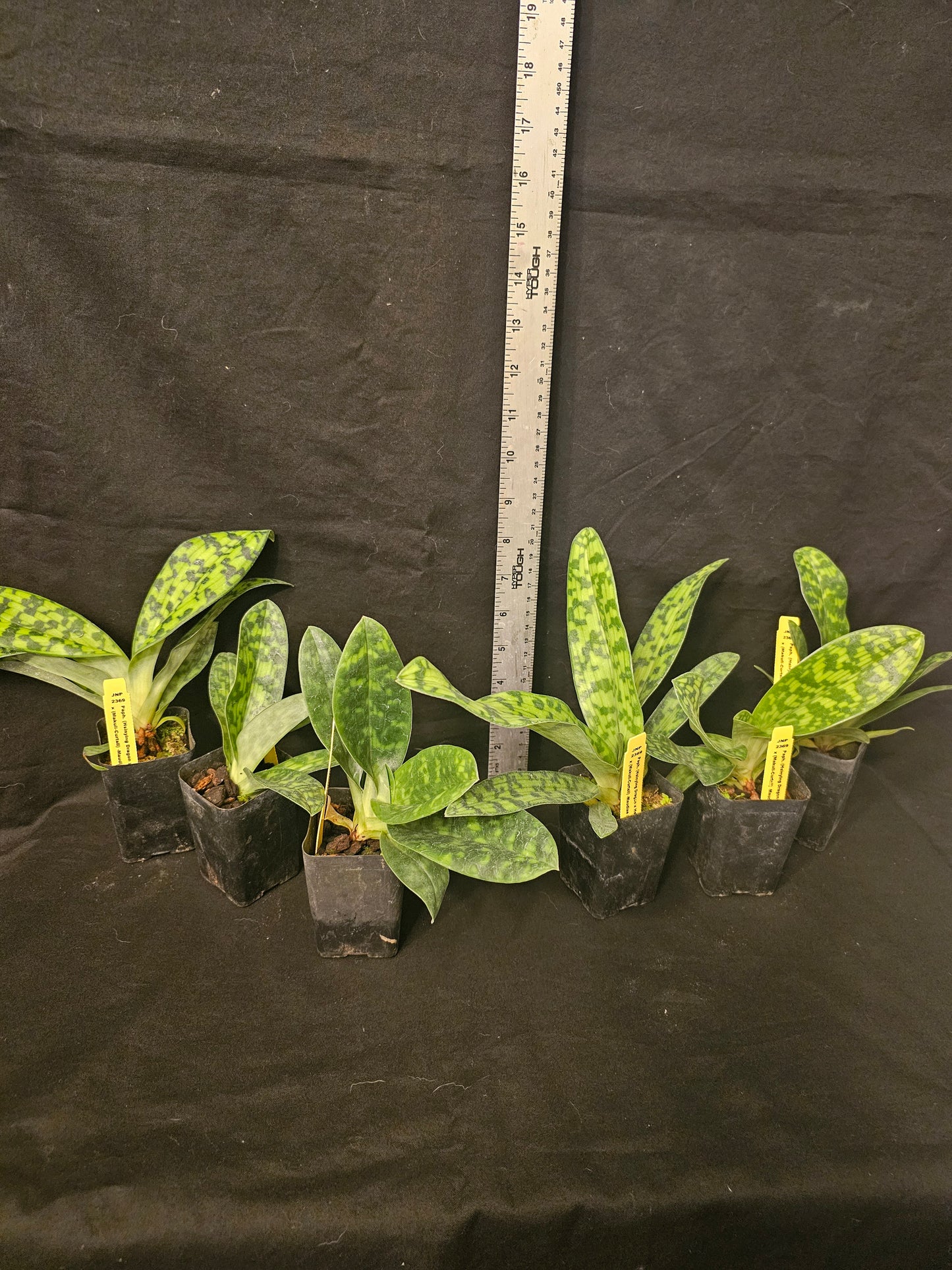 Complex Maudiae Paphiopedilum Paph Hsinying Dragon x Hsinying Citron) x Makul-Curtsii-Maudiae x Maudiae. Near blooming size green blooming paph.