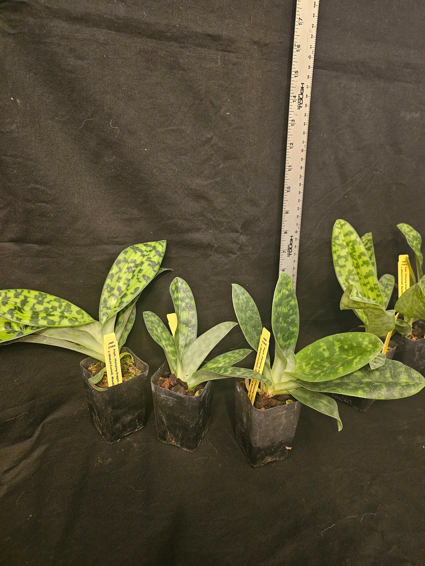 Complex Maudiae Paphiopedilum Paph Hsinying Dragon x Hsinying Citron) x Makul-Curtsii-Maudiae x Maudiae. Near blooming size green blooming paph.