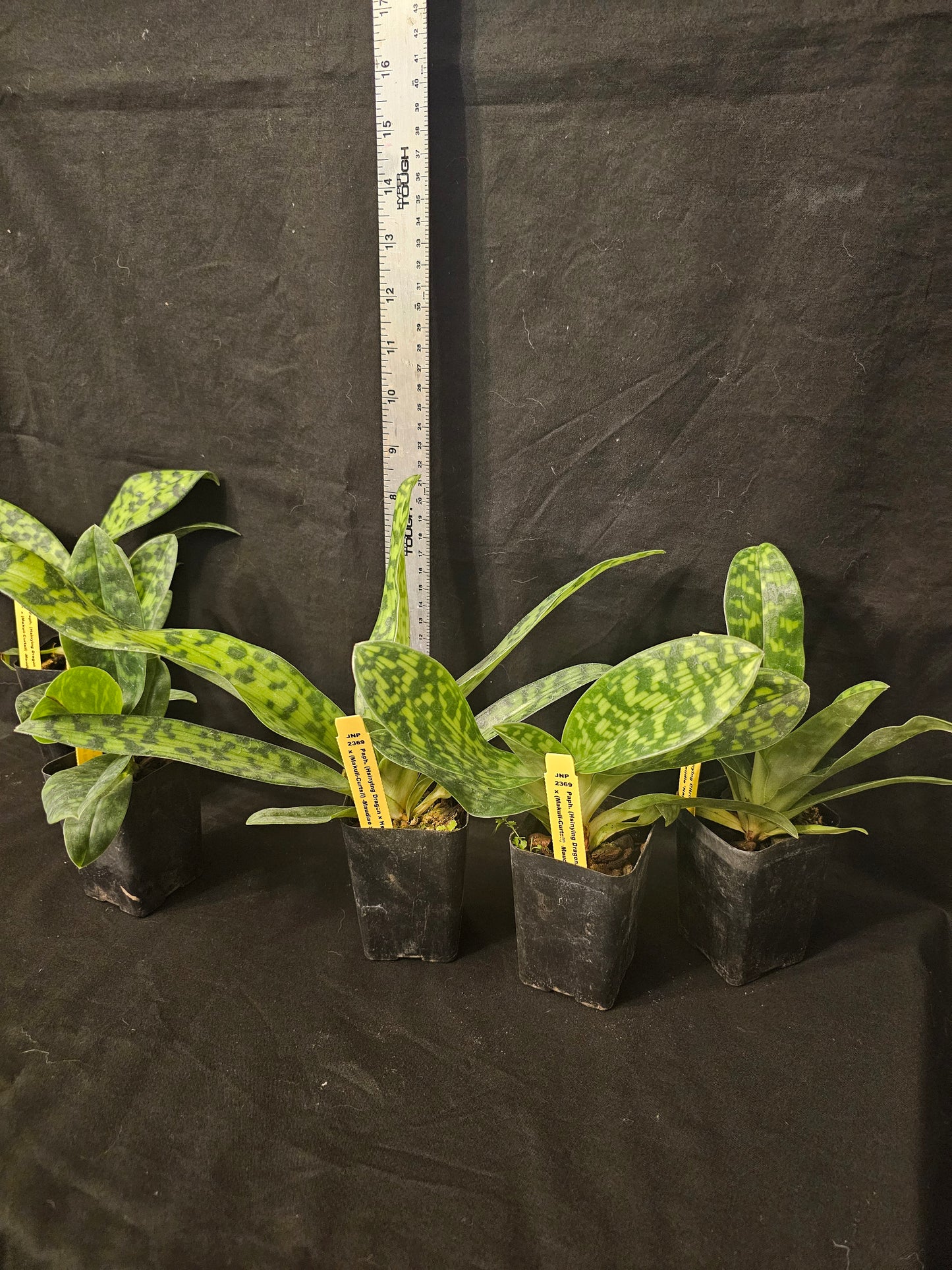 Complex Maudiae Paphiopedilum Paph Hsinying Dragon x Hsinying Citron) x Makul-Curtsii-Maudiae x Maudiae. Near blooming size green blooming paph.