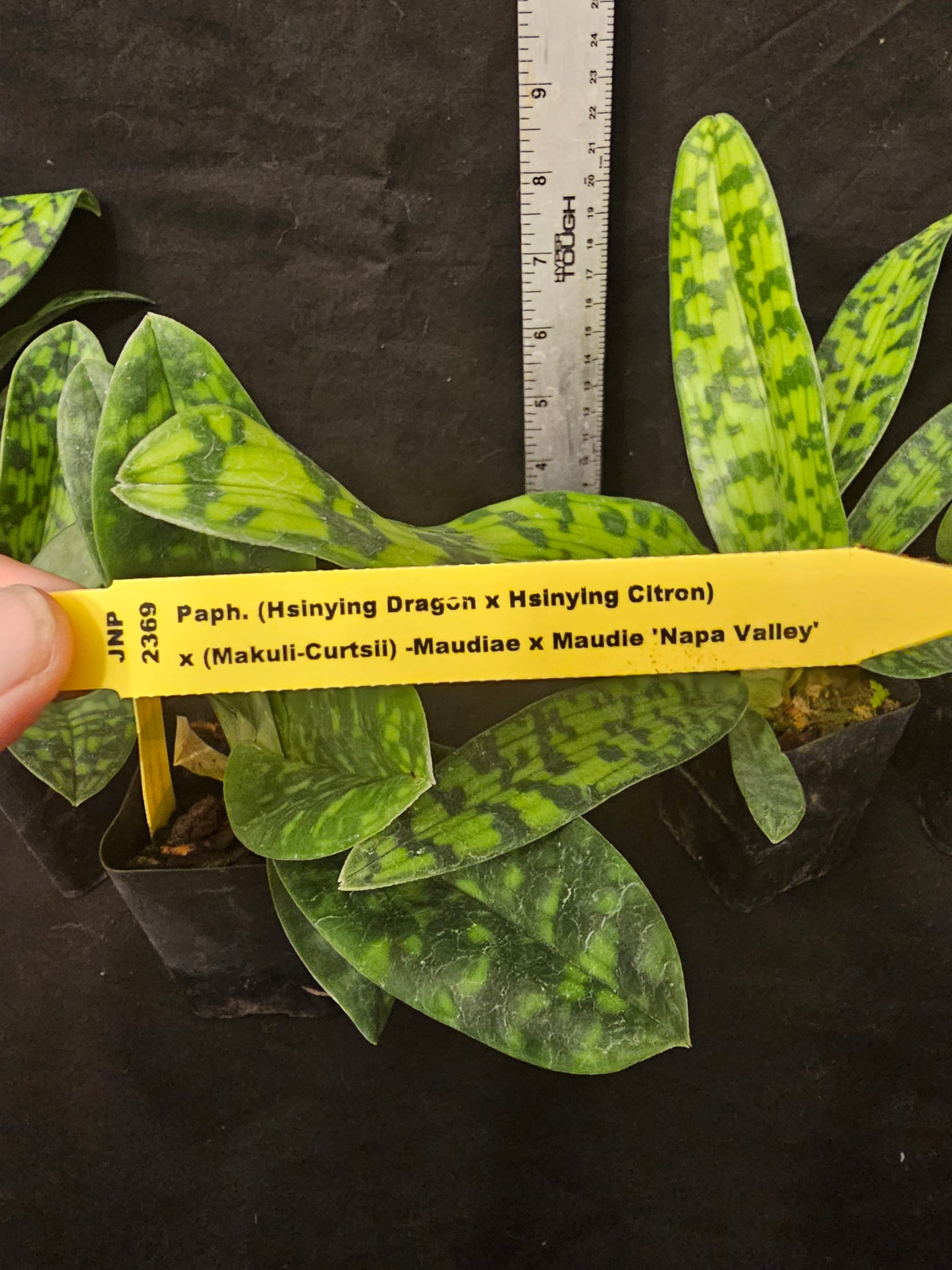 Complex Maudiae Paphiopedilum Paph Hsinying Dragon x Hsinying Citron) x Makul-Curtsii-Maudiae x Maudiae. Near blooming size green blooming paph.