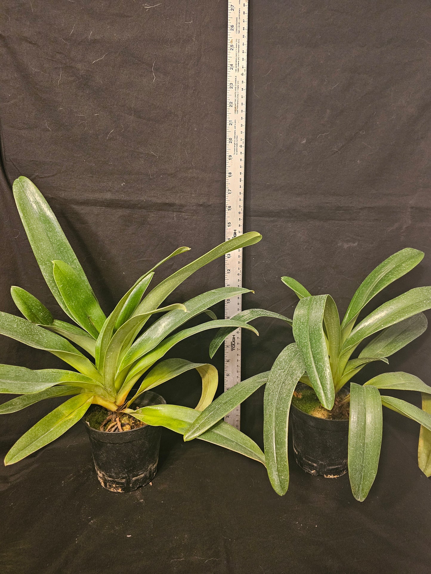 Paphiopedilum (Sheldrake x Beverly Rhodes) x rothschildianum