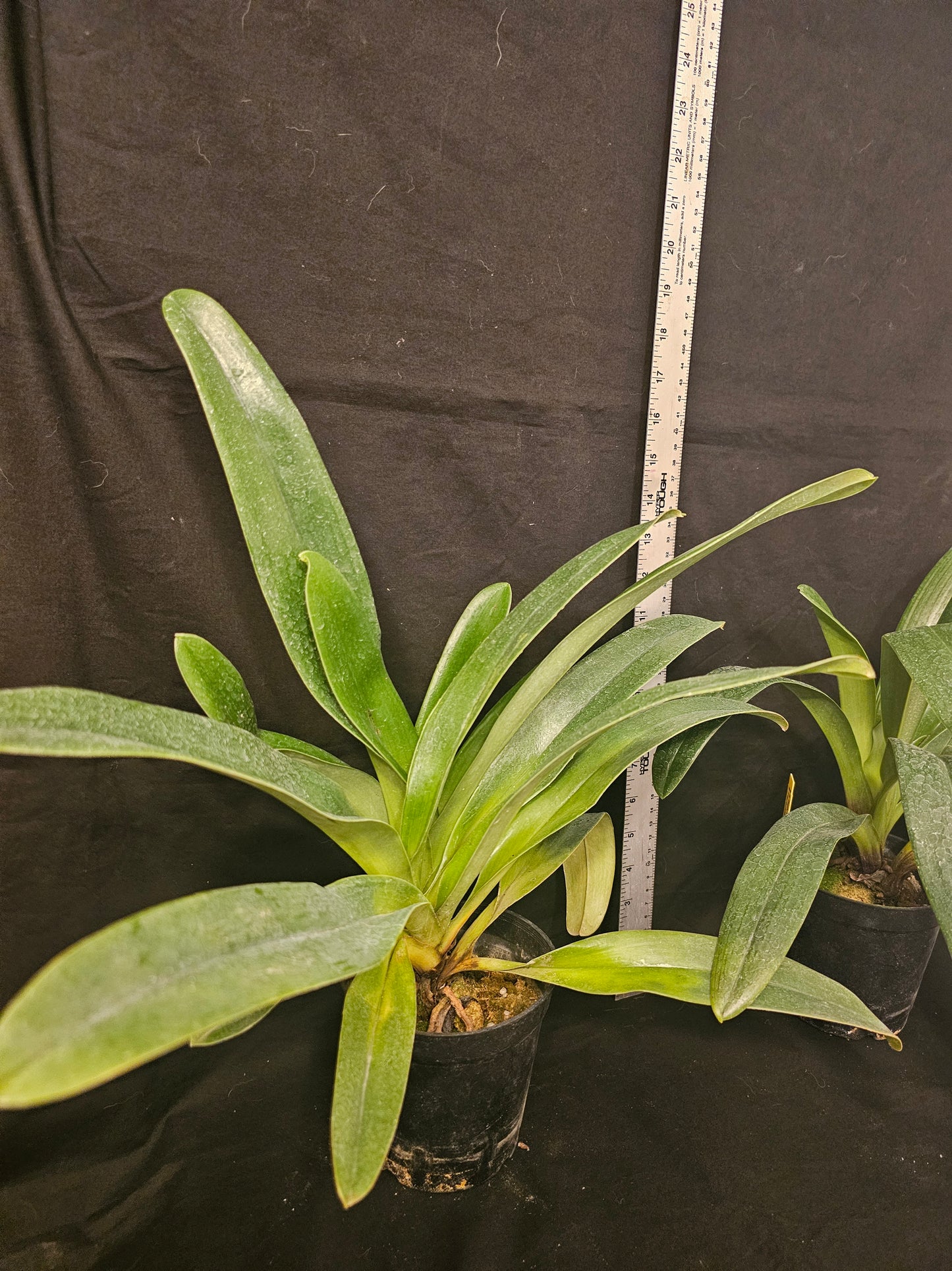 Paphiopedilum (Sheldrake x Beverly Rhodes) x rothschildianum