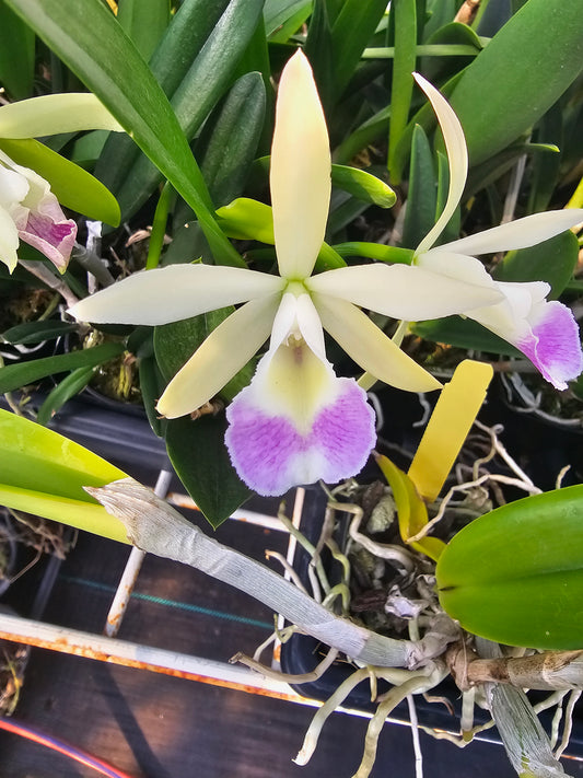 Rlc Yen Corona 'Green Genie' x Brassavola nodosa Blooming size nodosa orchod hybrid seed grown