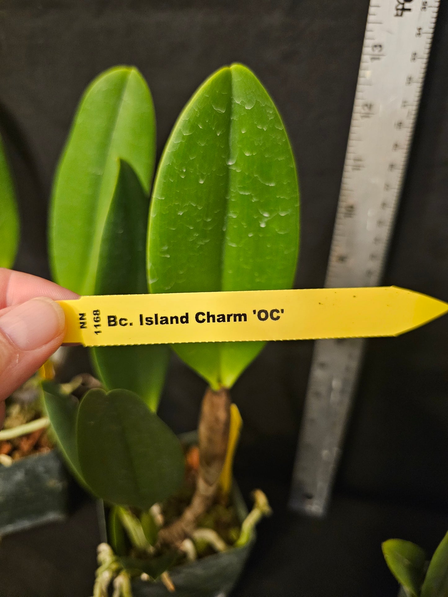 Bc. Island Charm 'O.C' (Rhyncholaeliocattleya Donna Kimura × Cattleya intermedia)