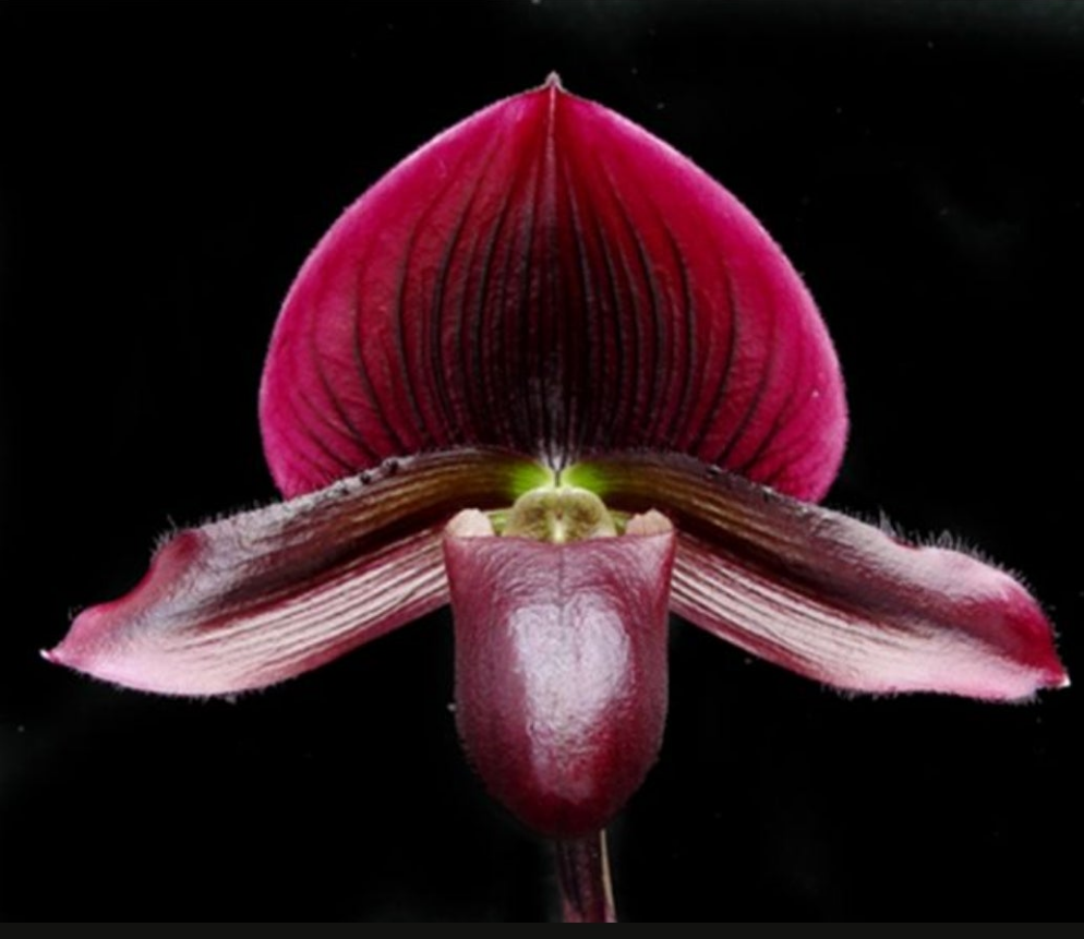 Paphiopedilum Magic Cherry in spike. Blooming size paphiopedilum hybrid. 2.5" pot