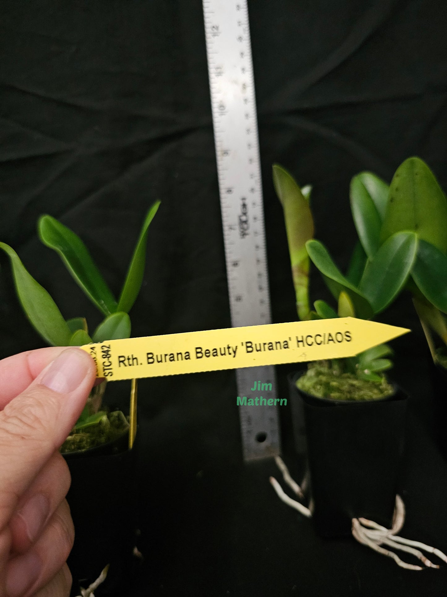 Rth Burana Beauty 'Burana' near blooming size compact cattleya orchid clone.