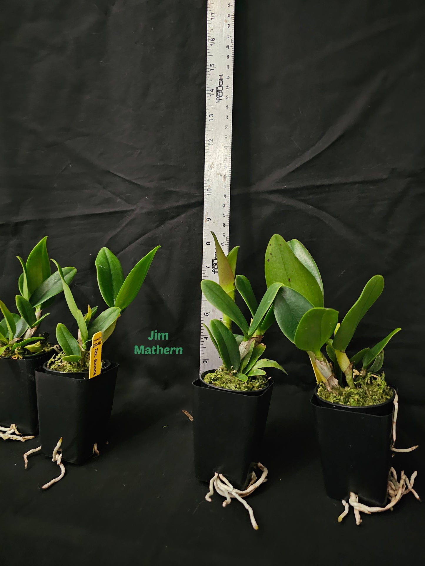 Rth Burana Beauty 'Burana' near blooming size compact cattleya orchid clone.