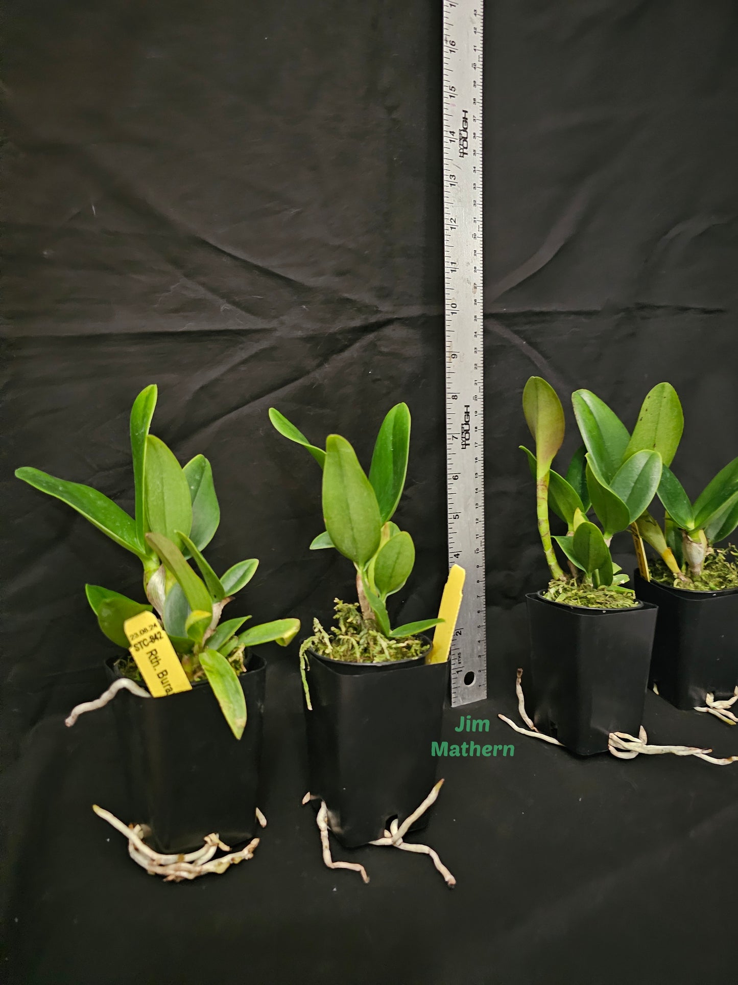 Rth Burana Beauty 'Burana' near blooming size compact cattleya orchid clone.