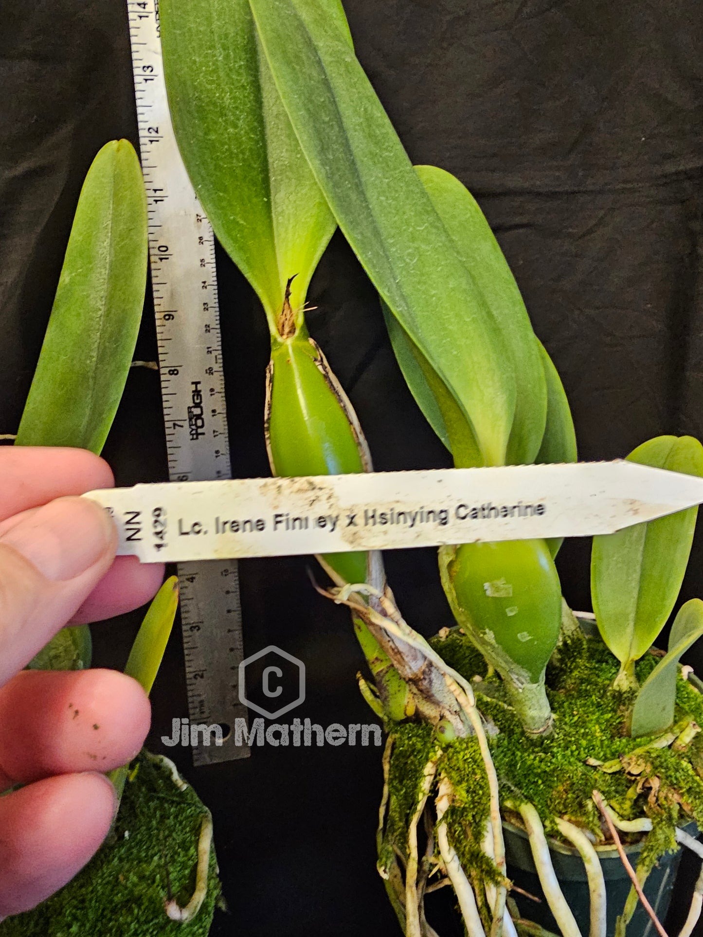 Rhyncattleanthe Shinfong Jack. Very nice blooming size cattleya orchid hybrid. Large fragrant blooms. Incredible plants!