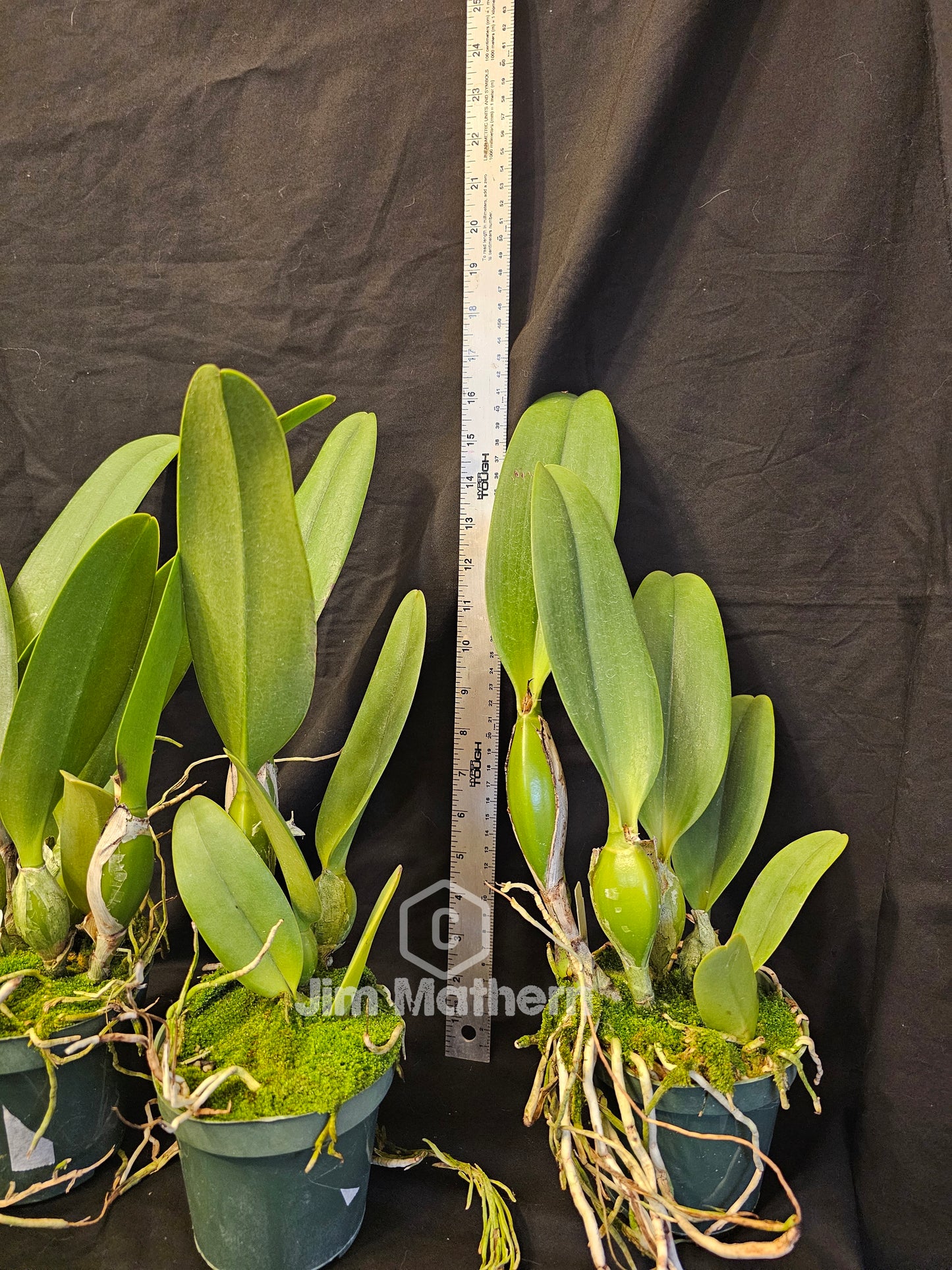 Rhyncattleanthe Shinfong Jack. Very nice blooming size cattleya orchid hybrid. Large fragrant blooms. Incredible plants!