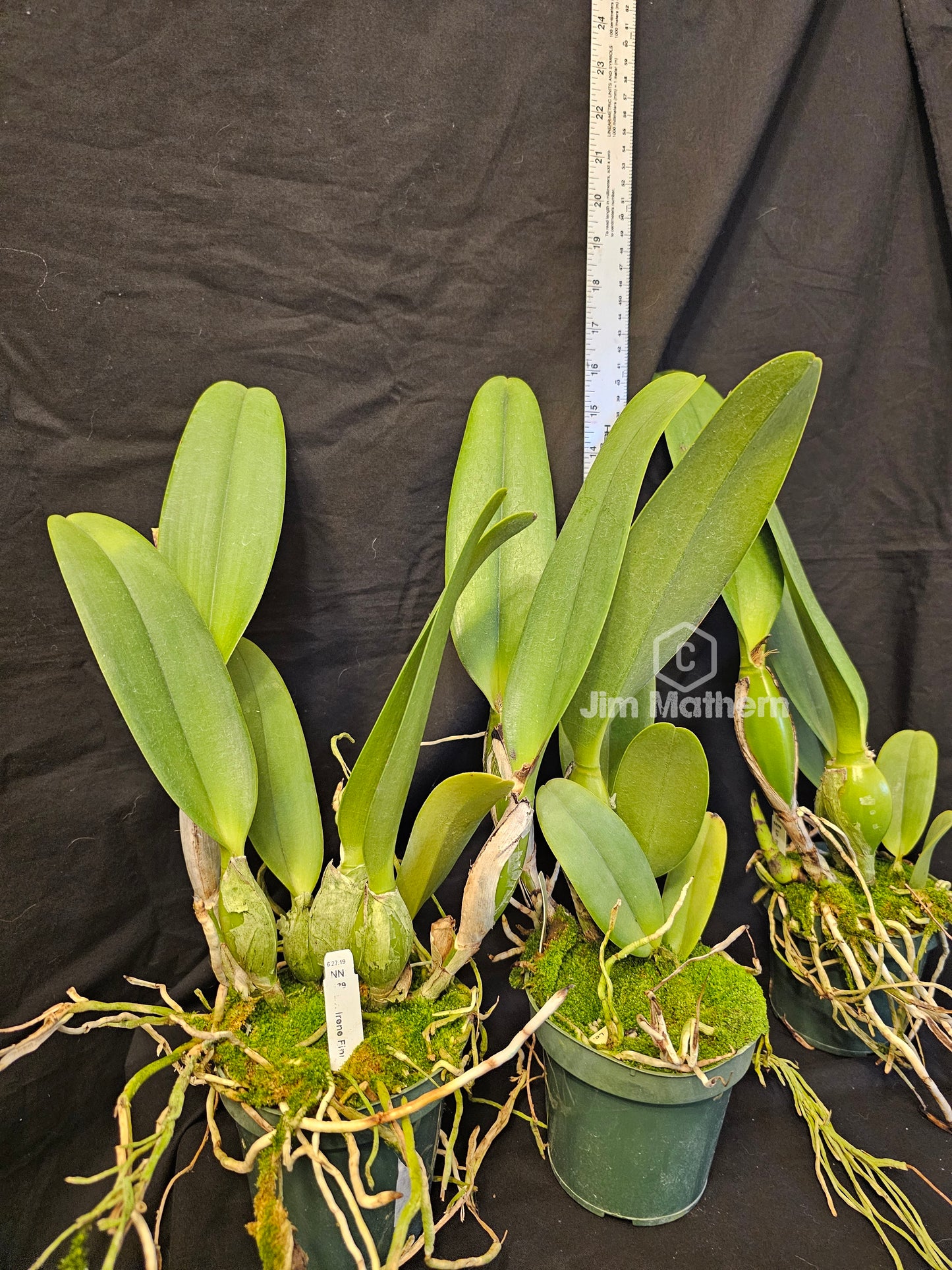 Rhyncattleanthe Shinfong Jack. Very nice blooming size cattleya orchid hybrid. Large fragrant blooms. Incredible plants!