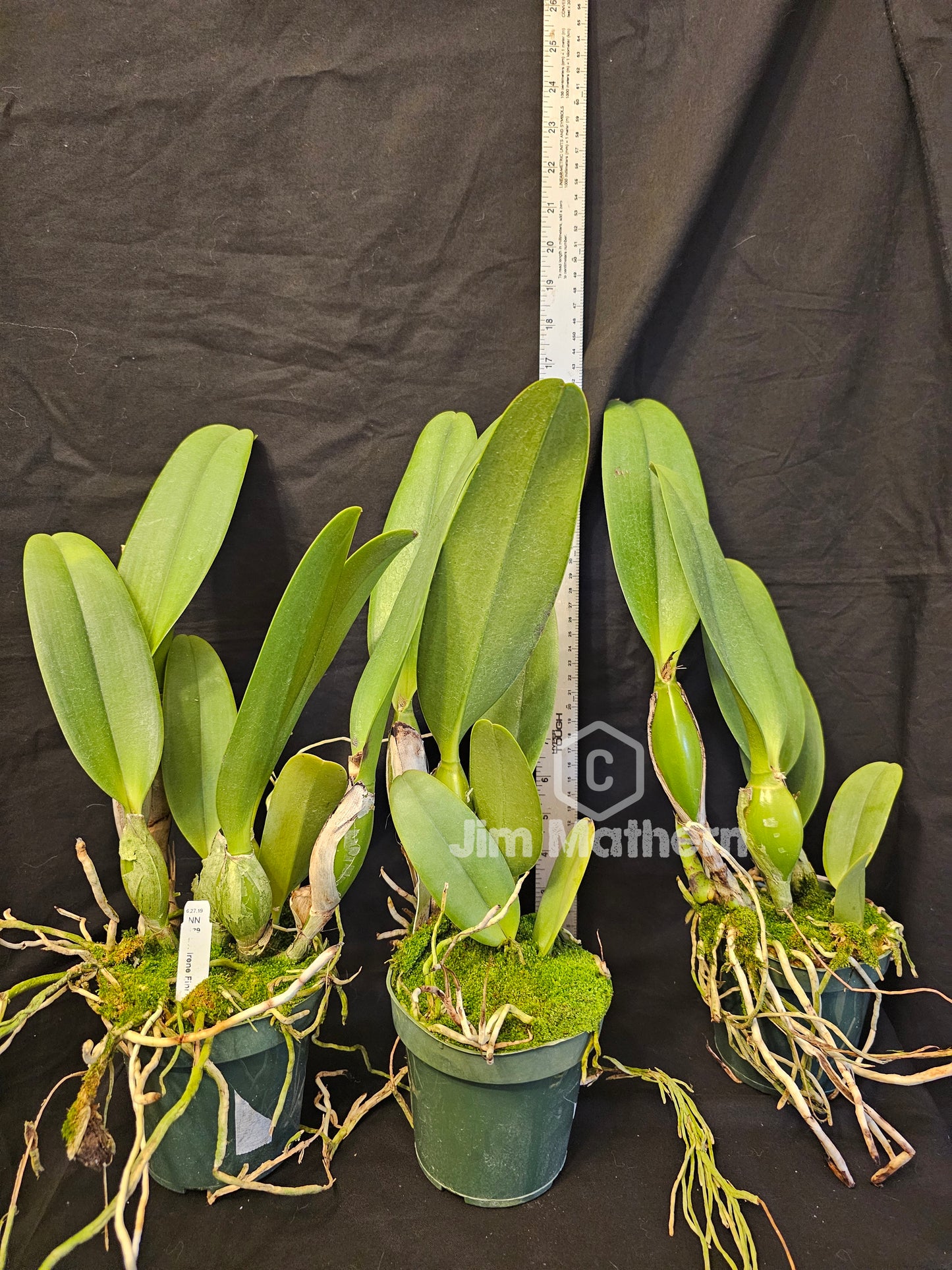 Rhyncattleanthe Shinfong Jack. Very nice blooming size cattleya orchid hybrid. Large fragrant blooms. Incredible plants!