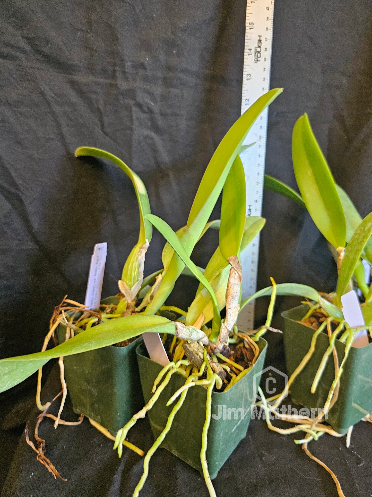 Rlc Spencers Glow 'Valley Isle' x Rlc Valley Isle Charm 'Valley Isle Giant' FCC/AOS seed grown cattleya orchid hybrid.