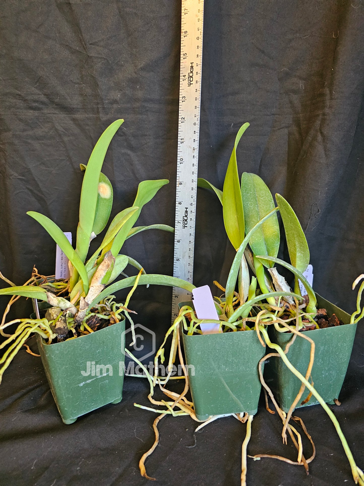 Rlc Spencers Glow 'Valley Isle' x Rlc Valley Isle Charm 'Valley Isle Giant' FCC/AOS seed grown cattleya orchid hybrid.