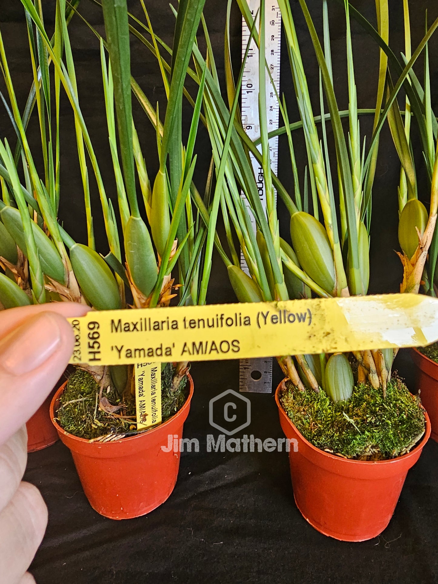 Maxillaria tenuifolia 'Yamada' AM.AOS (Yellow form)