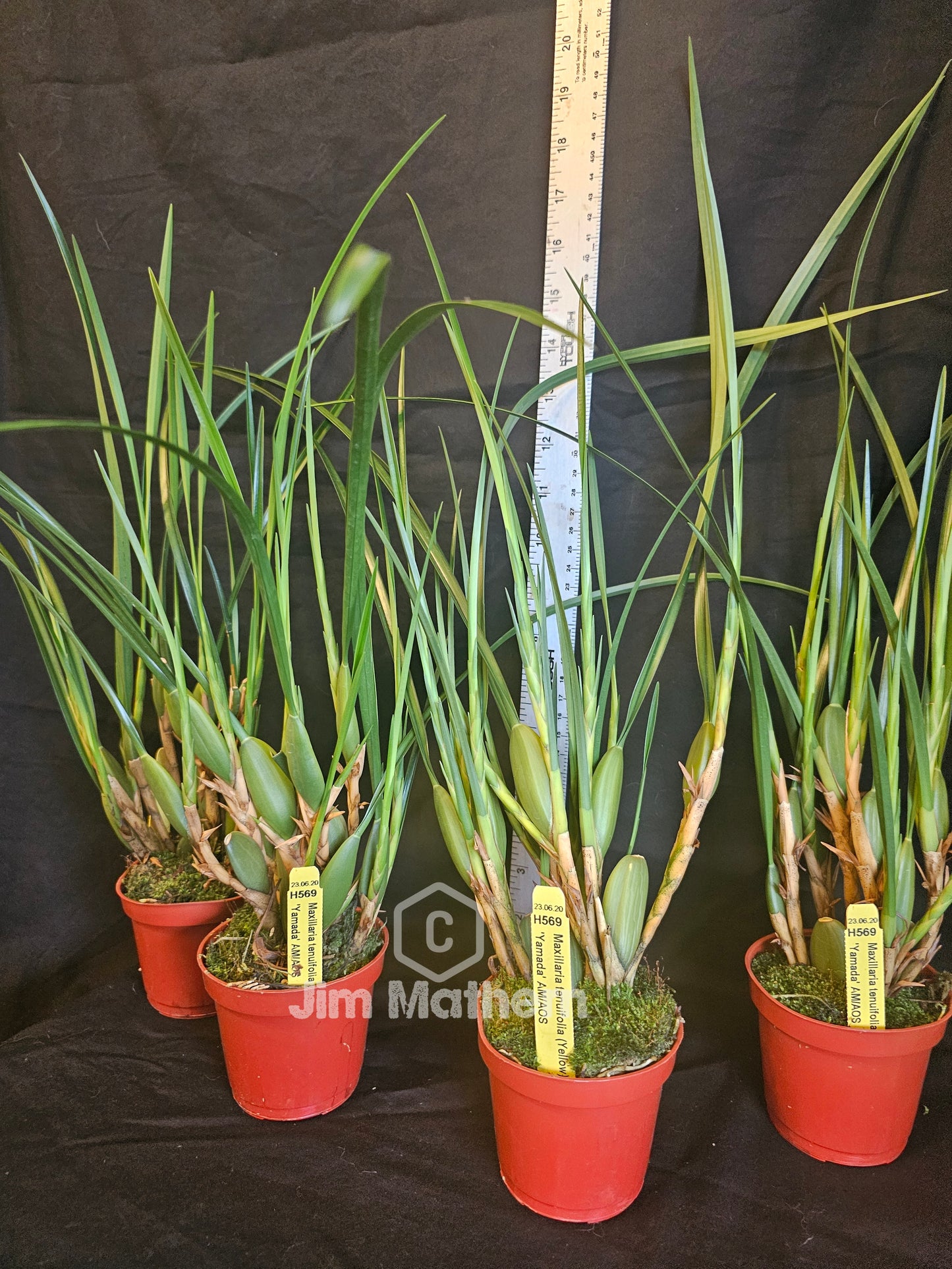 Maxillaria tenuifolia 'Yamada' AM.AOS (Yellow form)