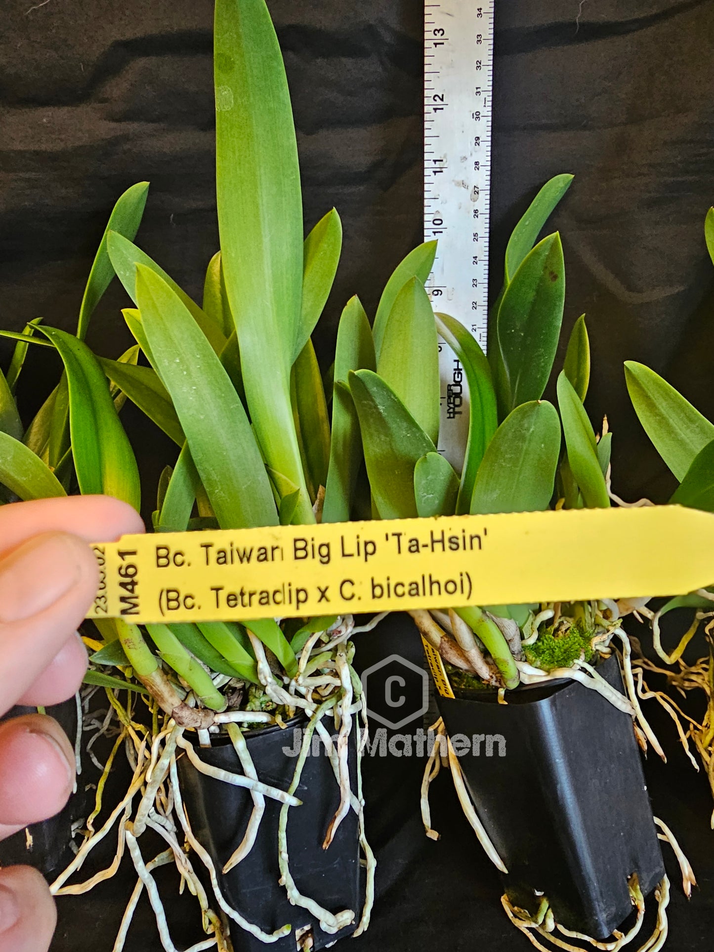 Bc Taiwan Big Lip 'Ta Hsin' Blooming size Cattleya/Brassavola orchid clone, Fragrant