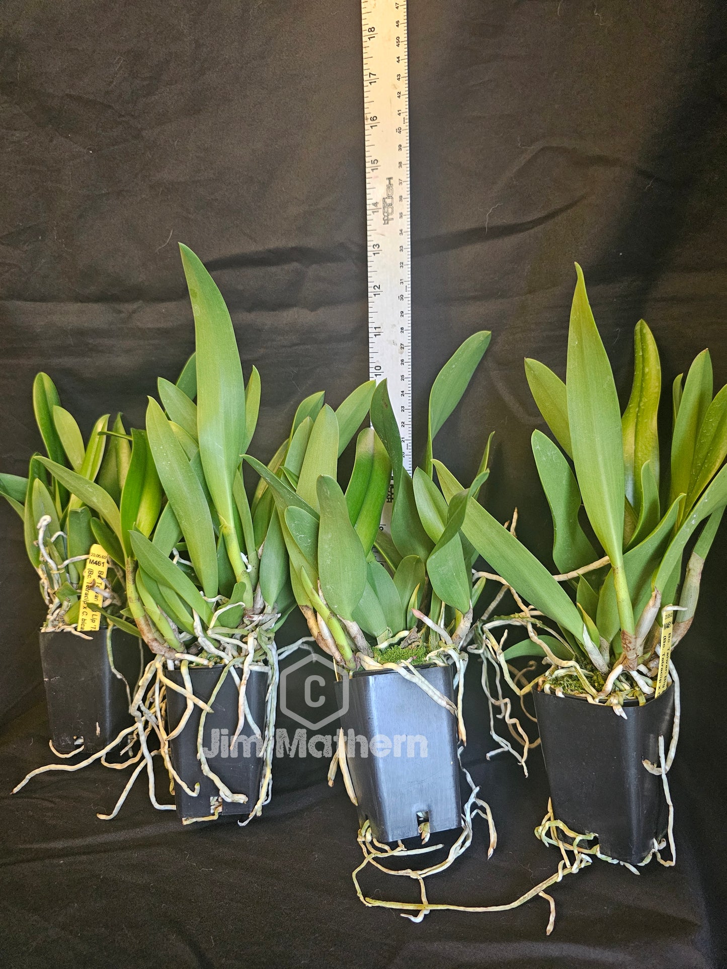 Bc Taiwan Big Lip 'Ta Hsin' Blooming size Cattleya/Brassavola orchid clone, Fragrant