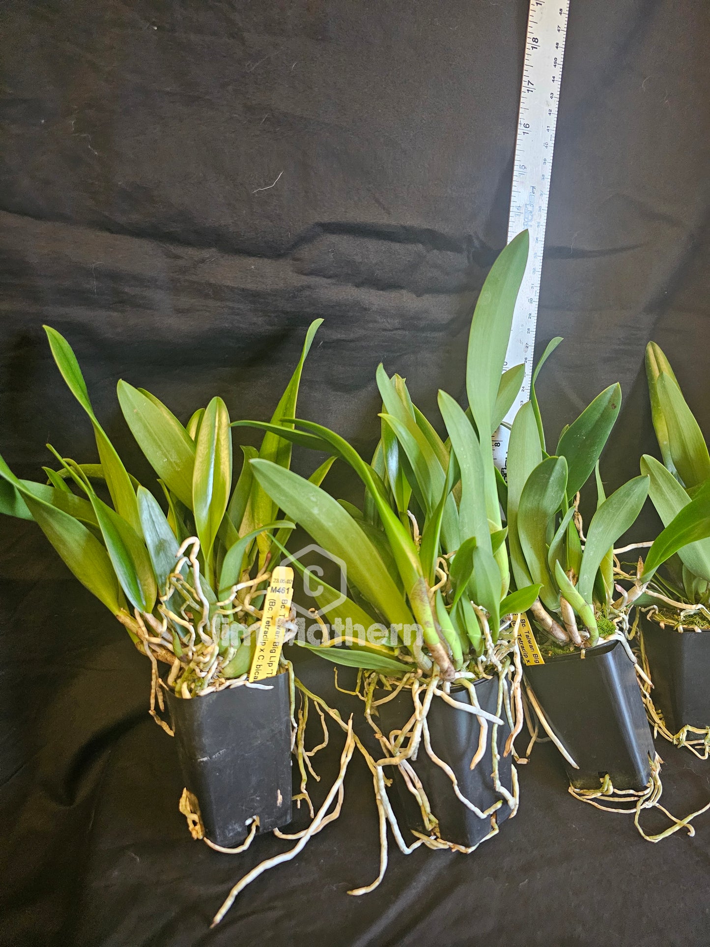 Bc Taiwan Big Lip 'Ta Hsin' Blooming size Cattleya/Brassavola orchid clone, Fragrant