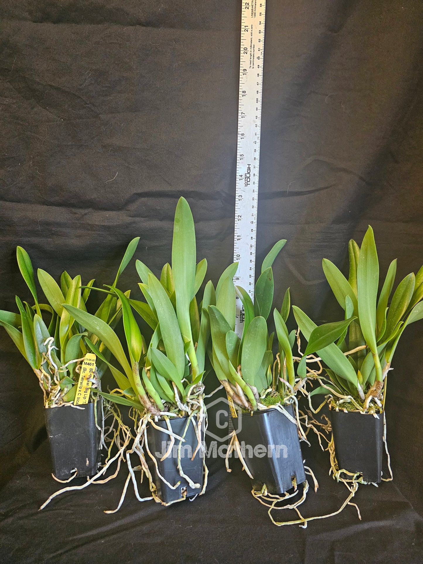 Bc Taiwan Big Lip 'Ta Hsin' Blooming size Cattleya/Brassavola orchid clone, Fragrant