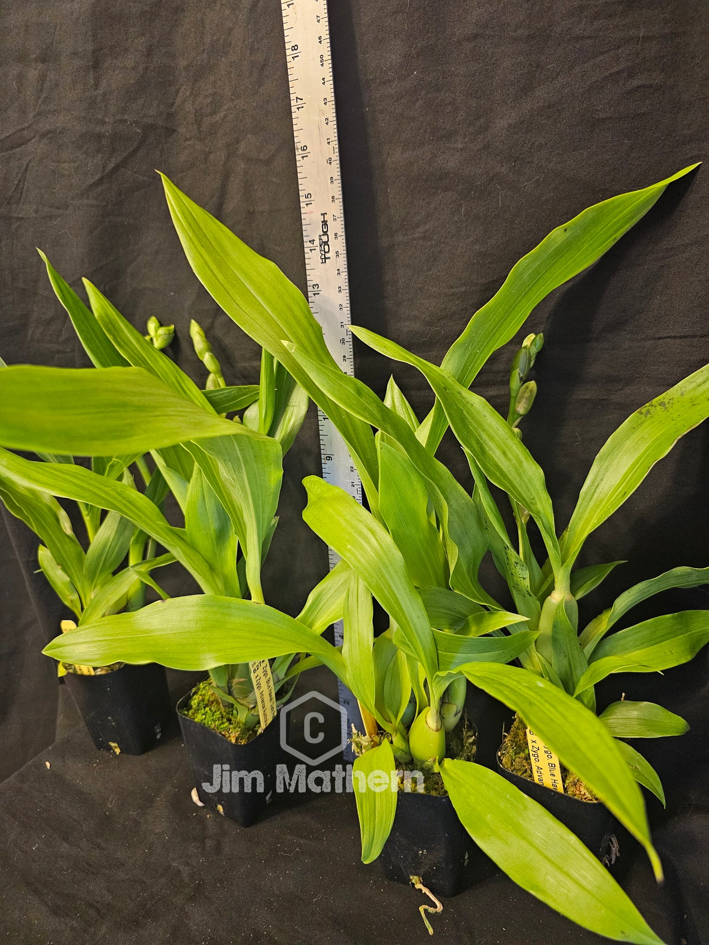 Zygopetalum Blue Hawaii 'Dark Petal' x Zygo Advance Australia. In spike. Blooming size zygopetalum hybrid. Fragrant long lasting blooms