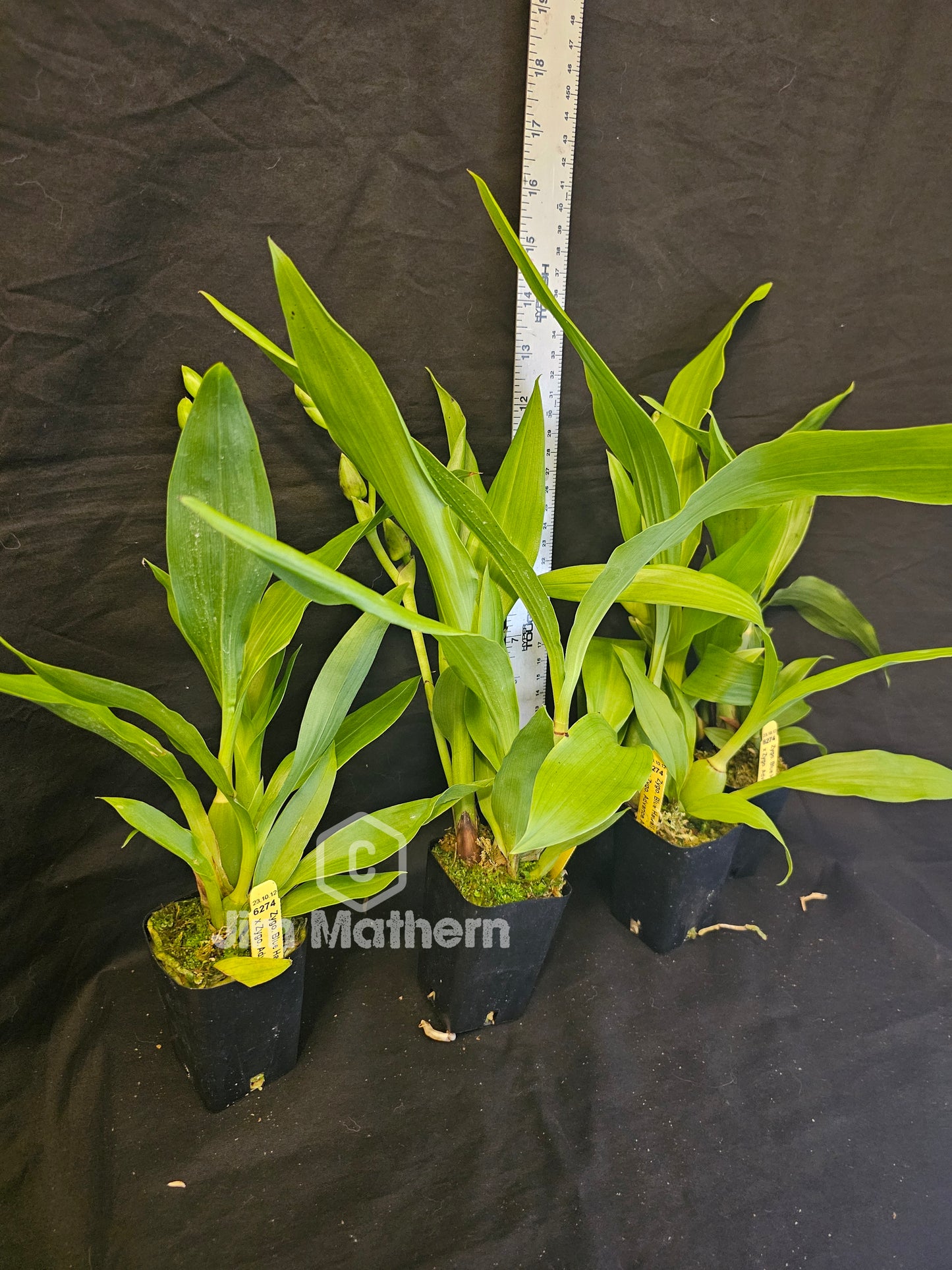 Zygopetalum Blue Hawaii 'Dark Petal' x Zygo Advance Australia. In spike. Blooming size zygopetalum hybrid. Fragrant long lasting blooms