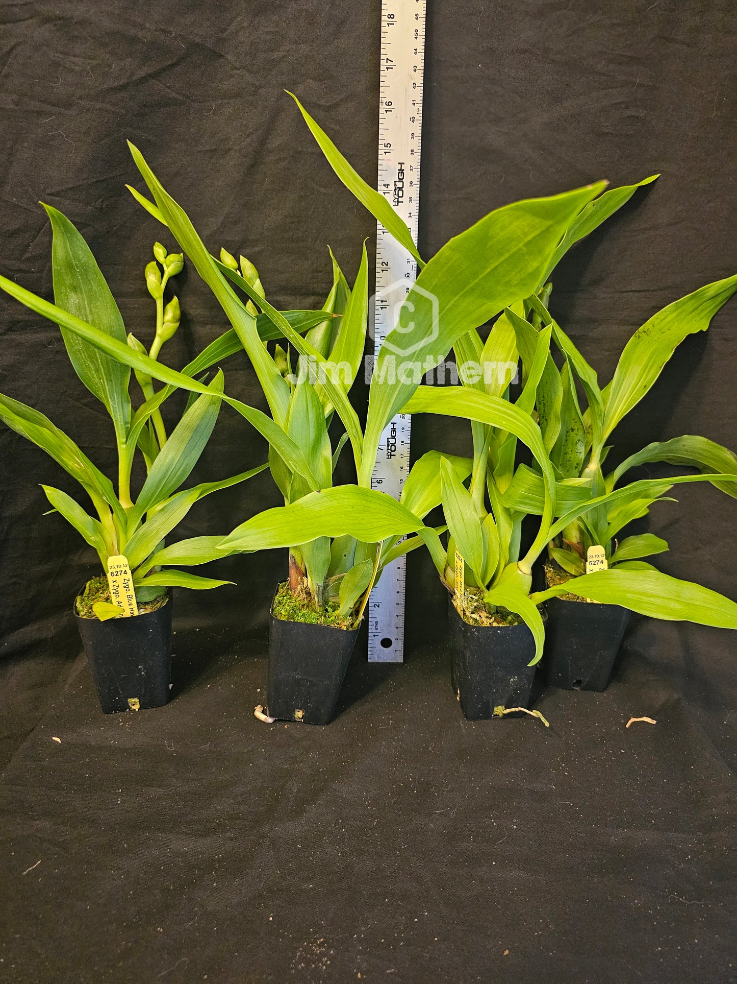 Zygopetalum Blue Hawaii 'Dark Petal' x Zygo Advance Australia. In spike. Blooming size zygopetalum hybrid. Fragrant long lasting blooms