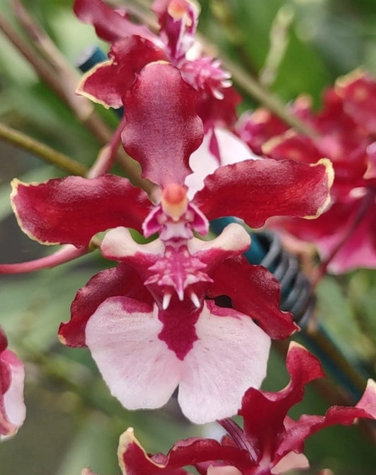 Oncidium Sharry Baby 'Sweet Fragrance' IN SPIKE Large Blooming Size plants. Highly fragrant profuse bloomer