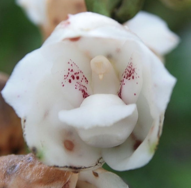 Peristeria elata. The Dove Orchid. Near blooming size rare orchid species.