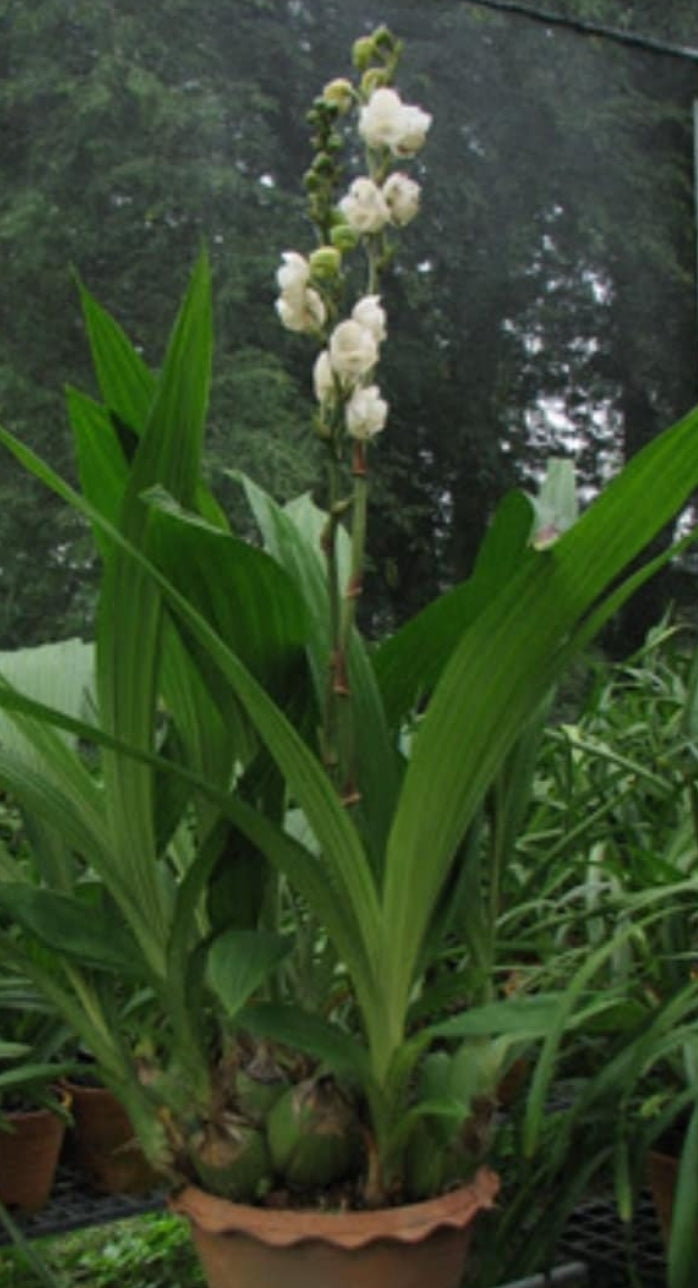 Peristeria elata. The Dove Orchid. Near blooming size rare orchid species.