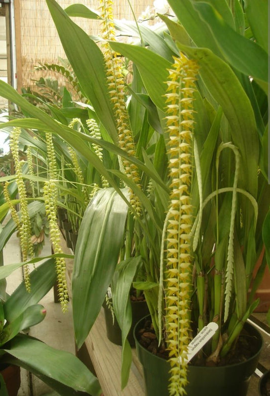 Dendrochilum magnum. Large Blooming size rare orchid species. Long chains of multiple small blooms