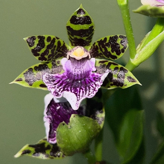 Zygopetalum Blue Hawaii, seed grown remake.