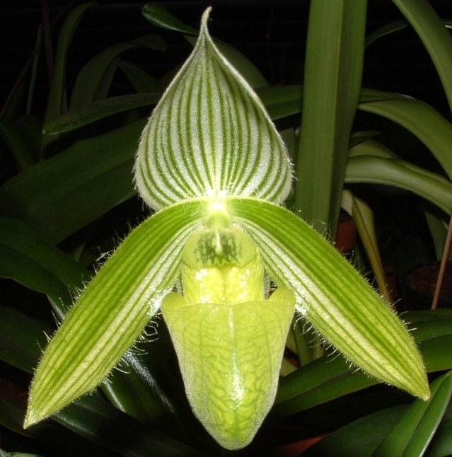 Paphiopedilum wardii var alba x sib. Blooming size compact paph species