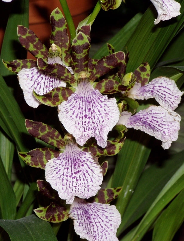 Zygopetalum mackyai, near blooming size zygopetalum species.