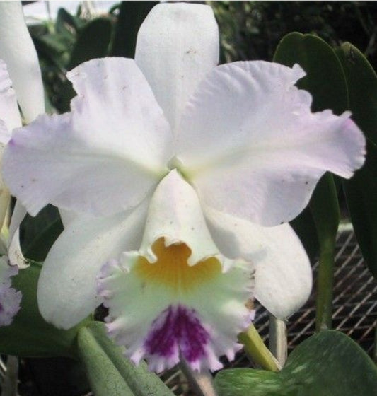 Lc Pure Soul 'Yutaka Morimoto' Blooming size cattleya orchid clone. 4" pot. Fragrant blooms