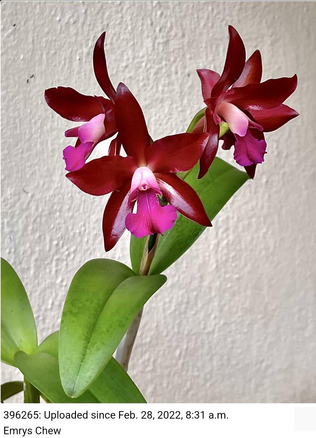 Ctt. Sagarik Wax 'African Beauty' near blooming size cattleya orchid clone. 2.5" pot fragrant