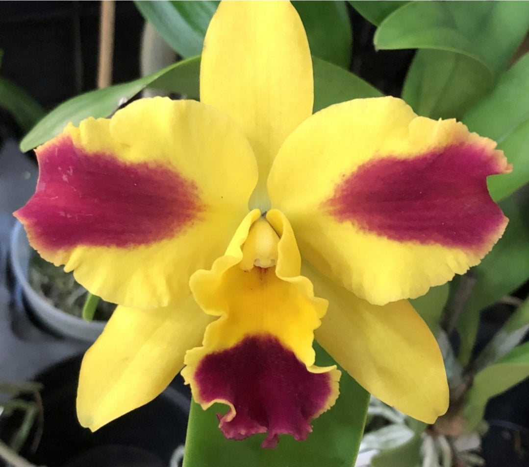 Rth Burana Beauty 'Burana' near blooming size compact cattleya orchid clone.