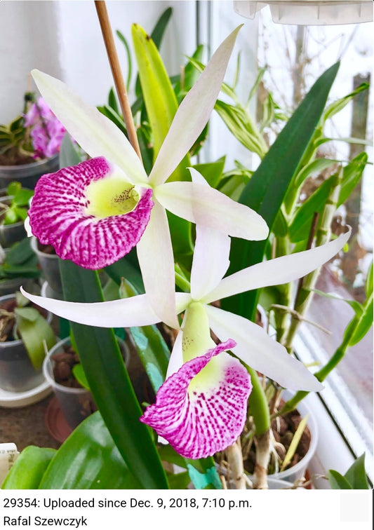 Bc Yu Truong Star 'No.1' near blooming size Brassocattleya orchid clone.