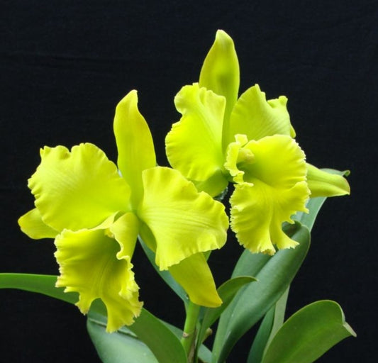 Rlc Sung Ya Green 'Mailman' young cattleya orchid clone. Bright green fragrant blooms