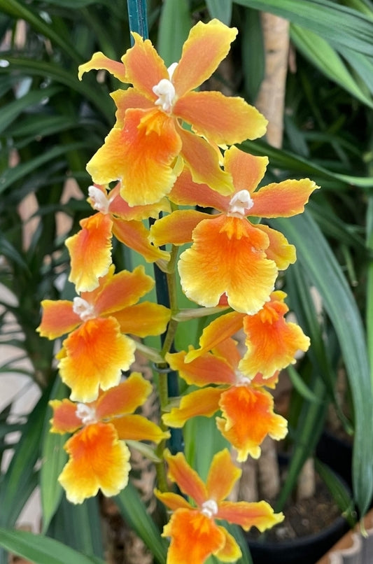 Osp. Brazilian sun 'Samba' Blooming size oncidium type orchid clone, blooming size plants 4" piot