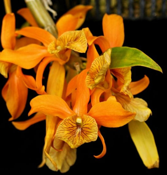 Dendrobium Sheng yi Bumblebee (unicum x Stardust) Blooming size Dendrobium Orchid hybrid