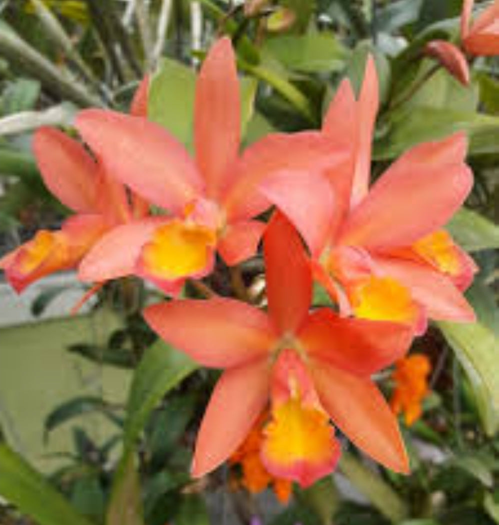 Ctt. Caribbean Treat. (Lc Trick or Treat x Ctt Caribbean) near blooming size cattleya. Seed grown plants not clones. Bloomsay vary