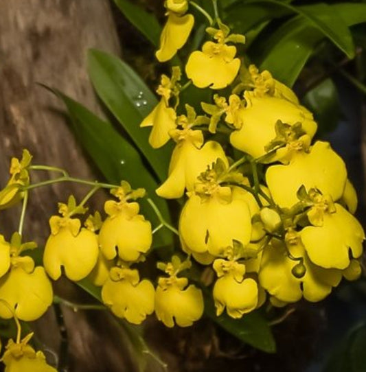 Oncidium Sweet Sugar 'Lemon Drop'. Blooming size Onicidium Orchid Clone