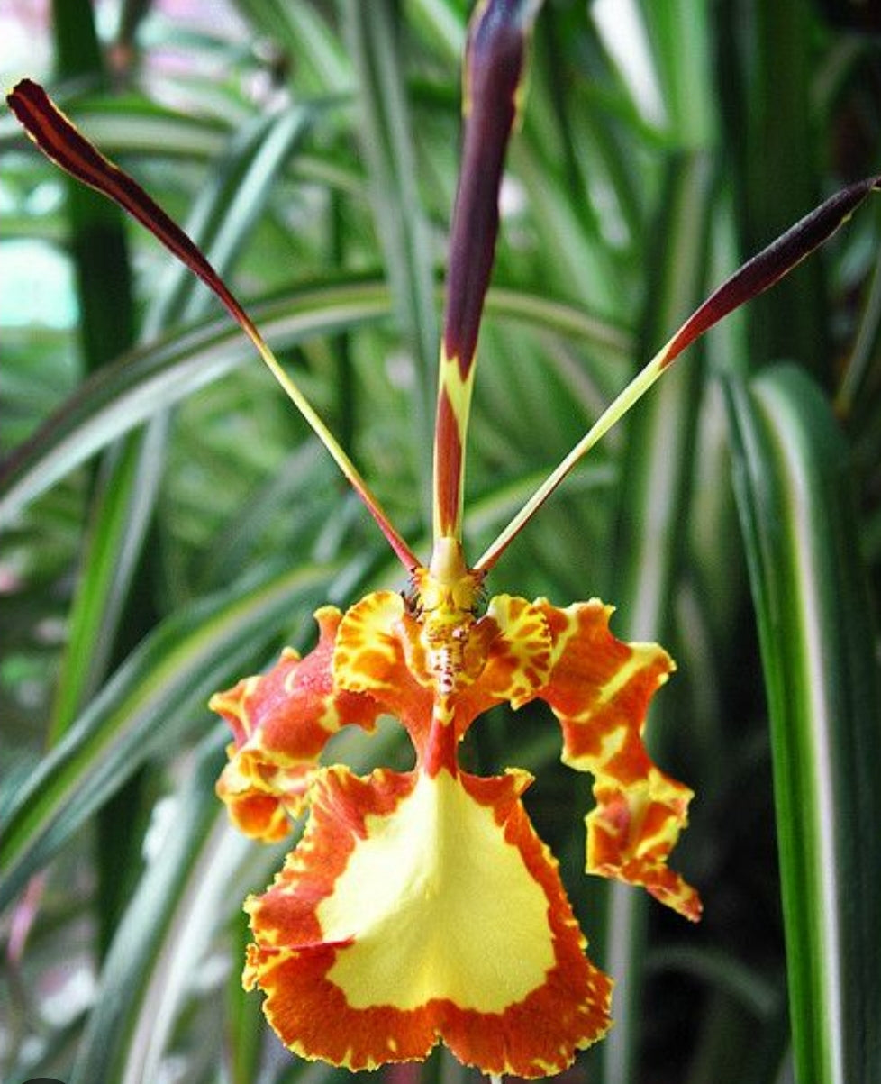 Psychopsis Mendenhall 'Hildos' AM/AOS. Blooming size unique orchid clone. Mottled red and green leaves