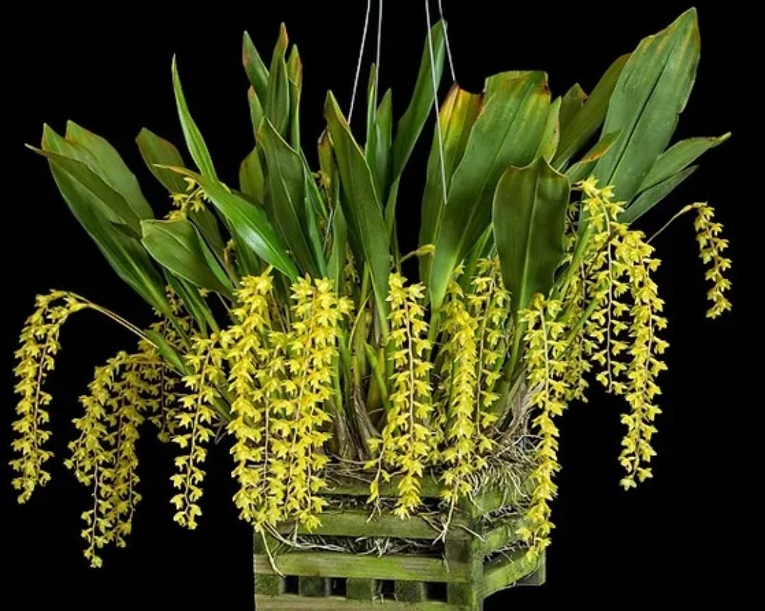 Dendrochilum formosanum. Large Blooming size orchid species plants. Overcrowding 3" pots.