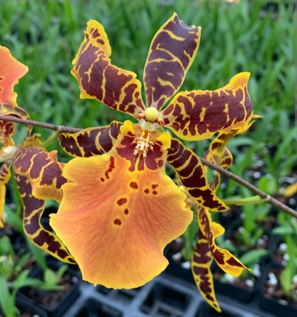 Alicera Hilo Ablaze 'Hilo Gold' AM/AOS Blooming size awarded intergeneric orchid clone