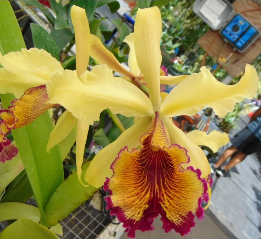 Cattleya dowiana var Aurea 'Net Dream' Rare orchid species.  Healthy non bloom size plants 2.5" pot. Clones