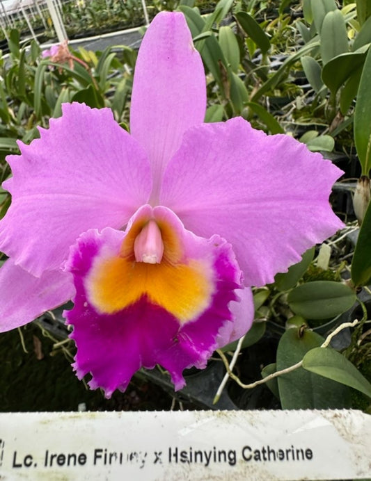 Rhyncattleanthe Shinfong Jack. Very nice blooming size cattleya orchid hybrid. Large fragrant blooms. Incredible plants!