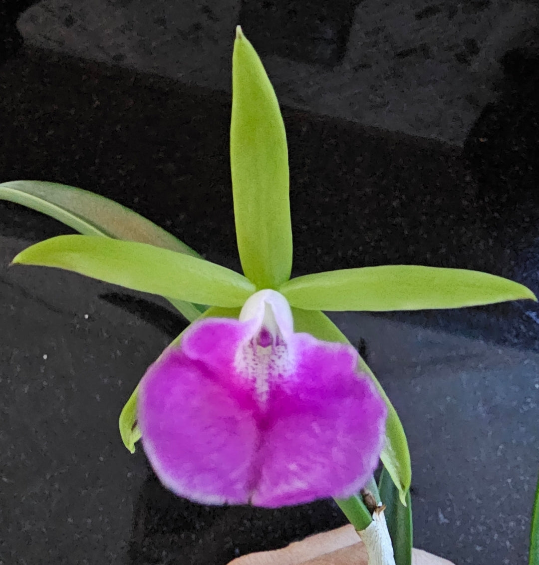 Bc Gulfshore Beauty 'Green Gem blooming size brassocattleya orchid clone